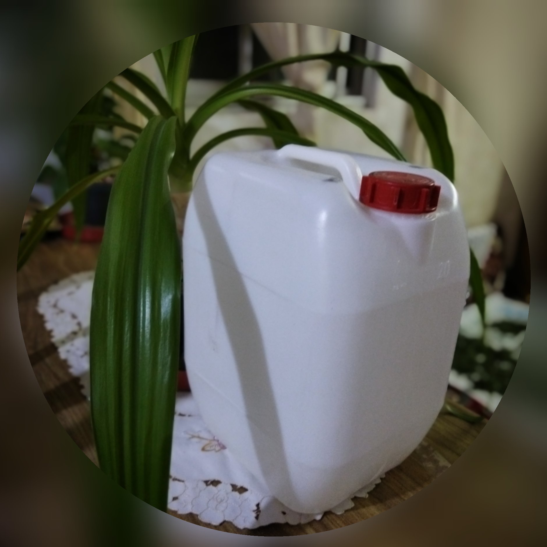 گلاب دو آتشه به صورت گالن