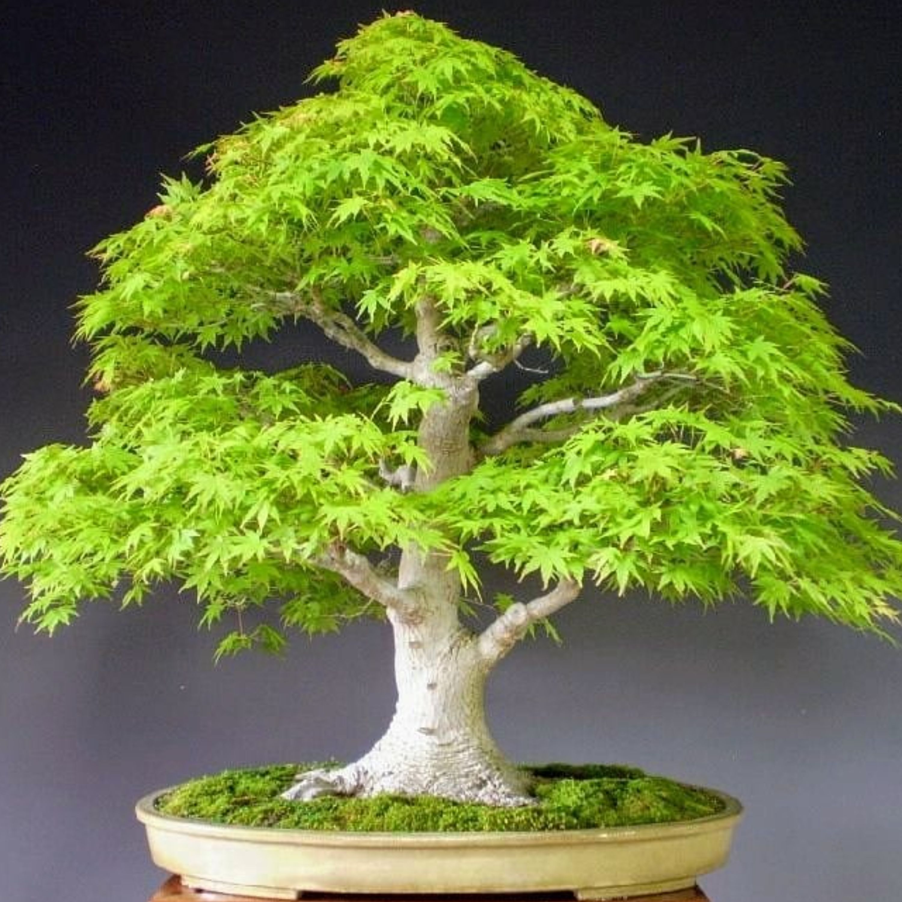 پک بذر گیاه افرا 