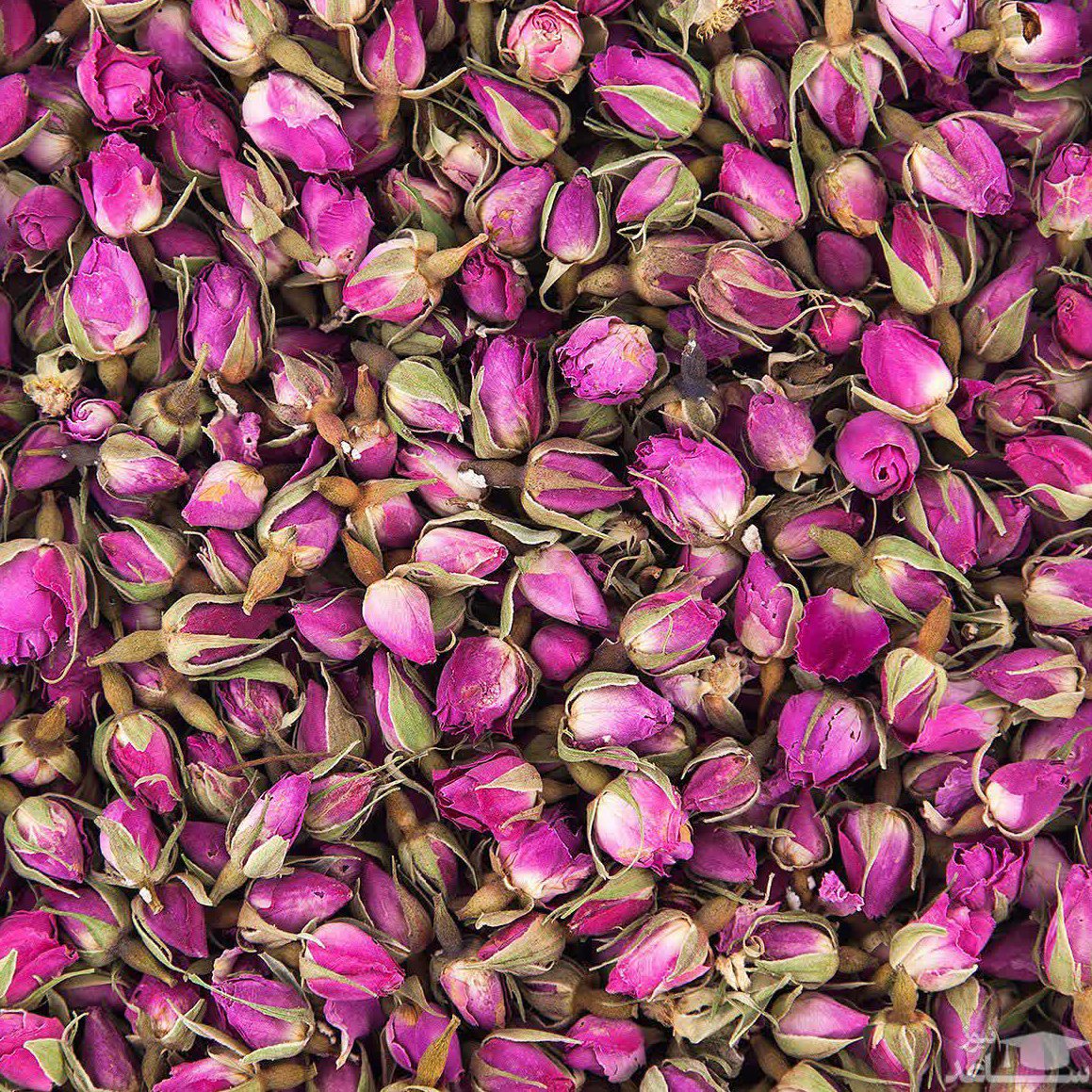 پر گل سرخ اعلا