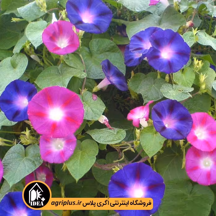 بذر گل نیلوفر