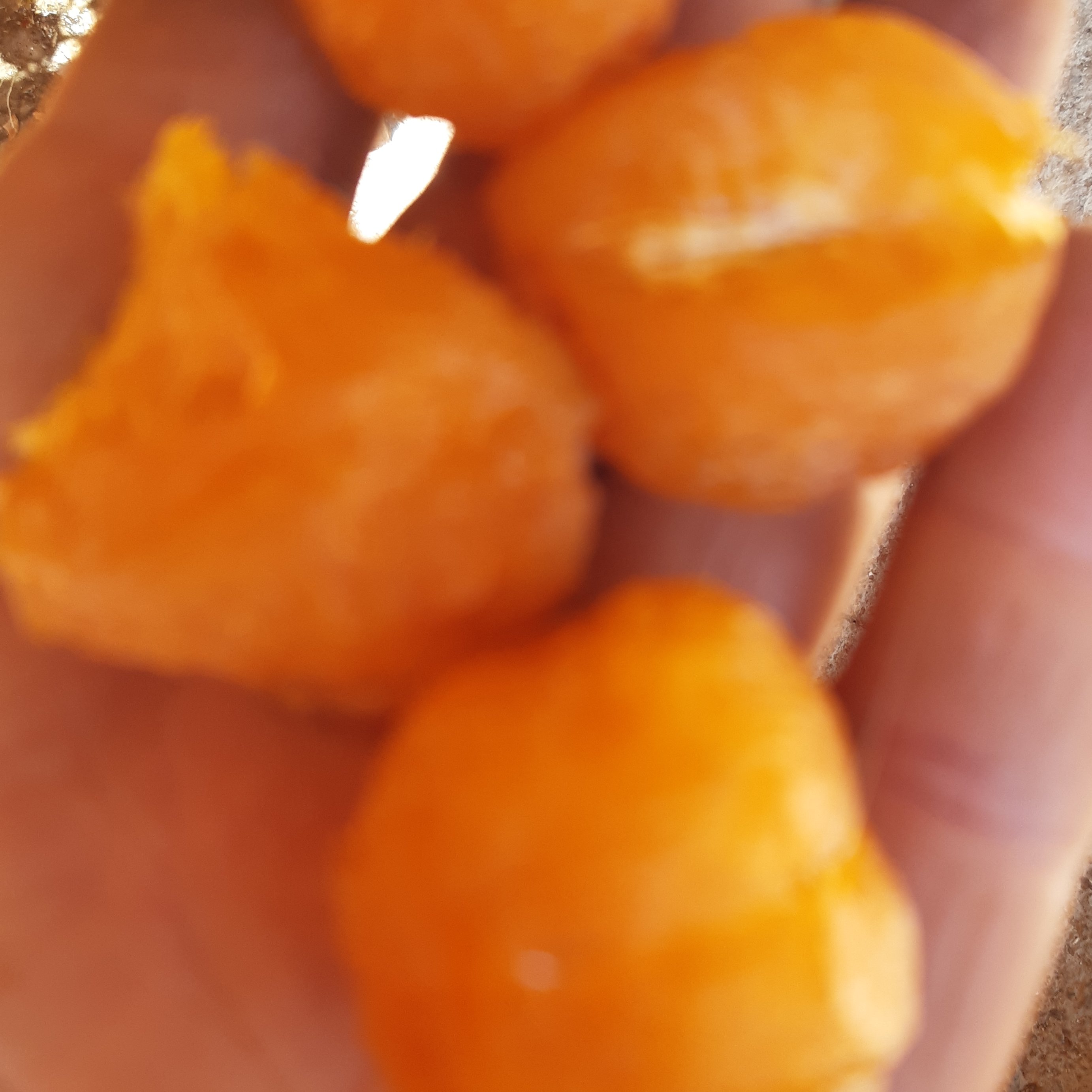 الو بخارا درشت