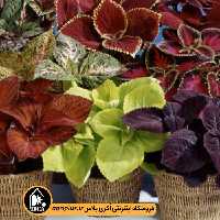 بذر گل حسن یوسف Giant Exhibition تاکی