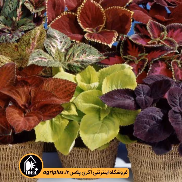 بذر گل حسن یوسف Giant Exhibition تاکی