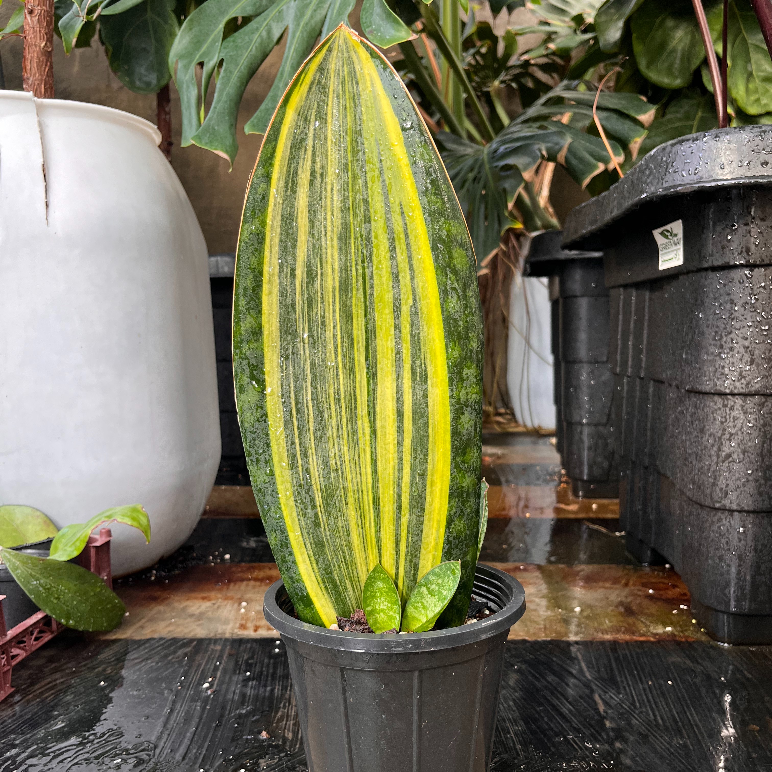 سانسوریا ماسونیا راکتی ابلق زرد با 5 عدد پاجوش ریشه پرس(گل طبیعی، گیاه آپارتمانی، گیاه سانسوریا ،گل ارزان، گل سانسوریا)