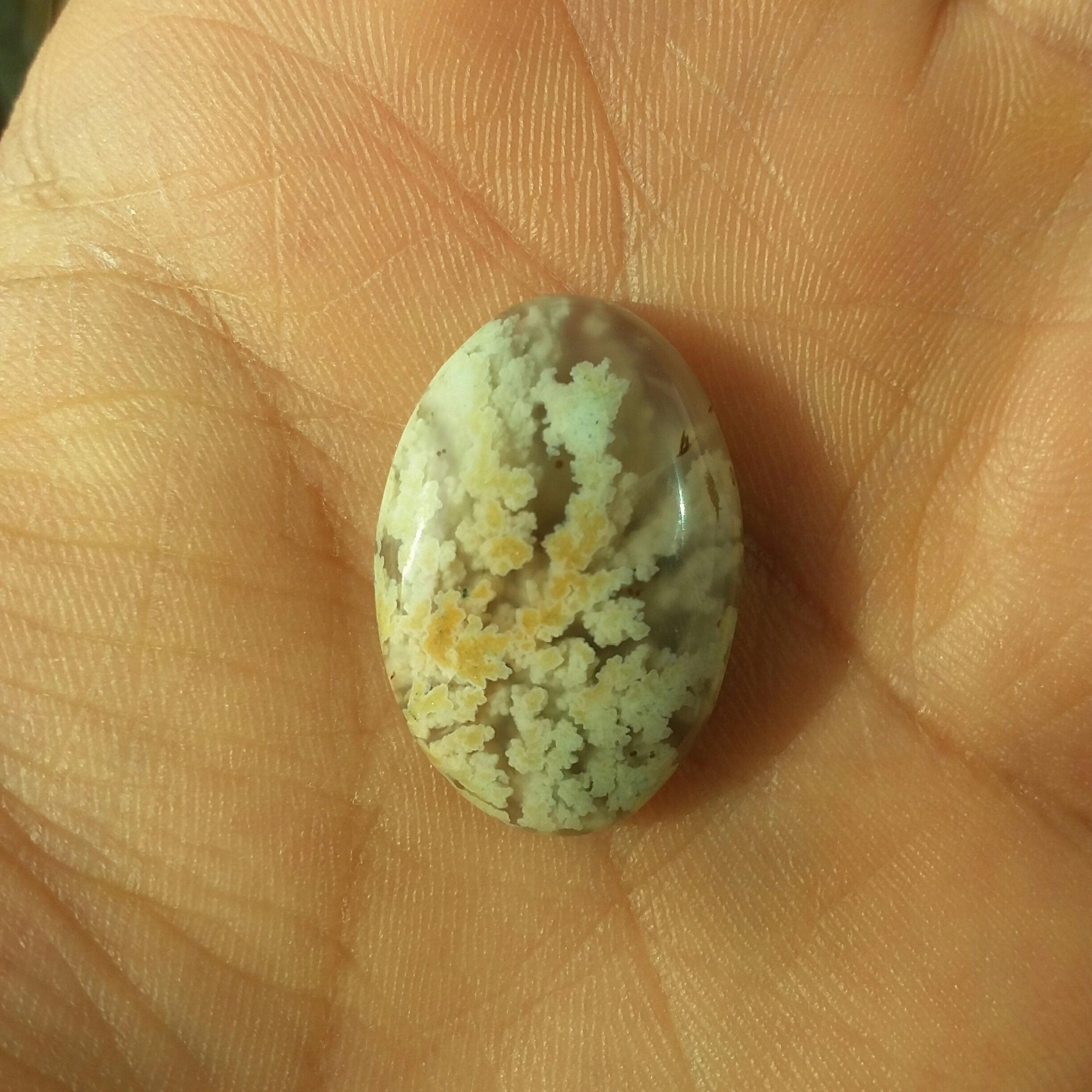 شجر شکوفه سفید و نارنجی طبیعی و بدون بهسازی خاص و فوق العاده زیبا