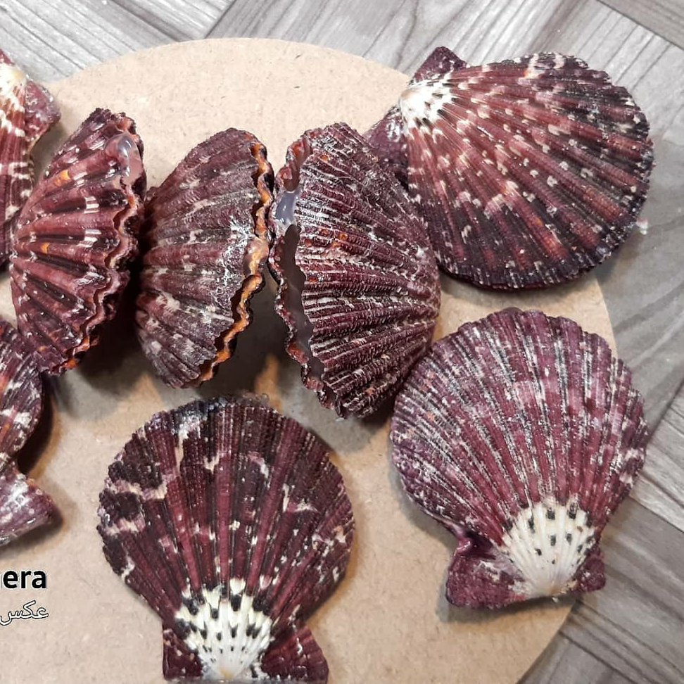 صدف دو کفه قرمز