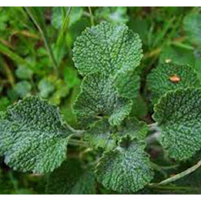 عرق فراسیون، کنترل تنبلی تخمدان، زنان، قاعدگی 