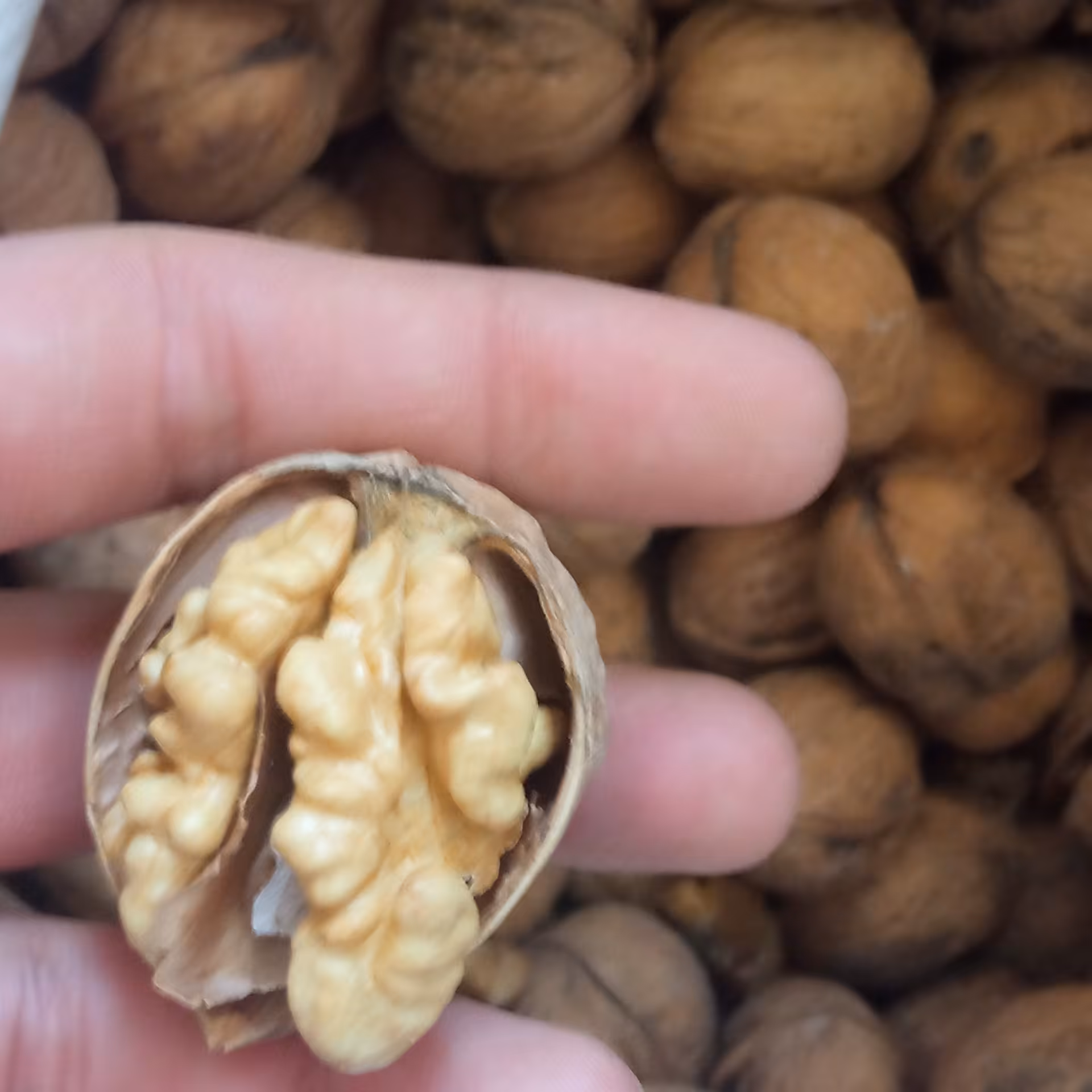 گردو خارجی درجه یک 63 درصد (1کیلویی)