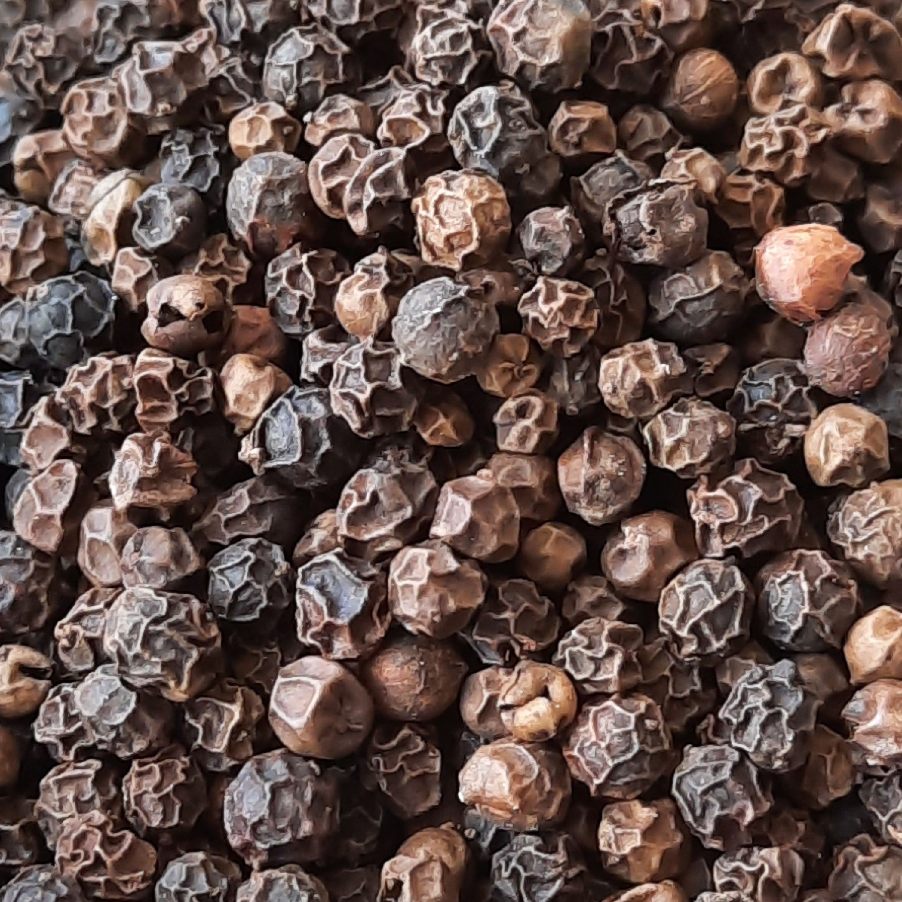 دان فلفل سیاه درجه 1