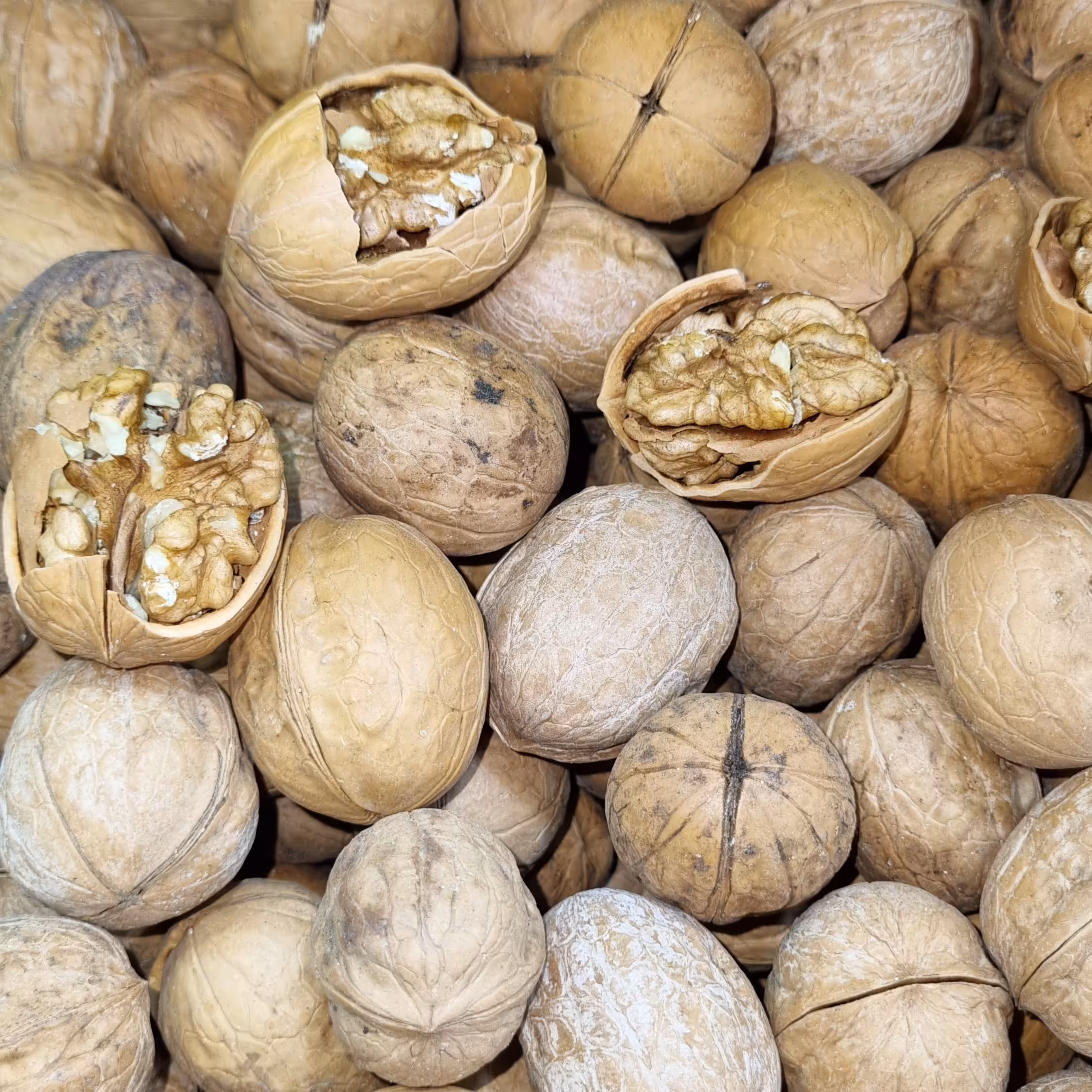 گردو کاغذی 1 کیلویی فروشگاه گیتی 