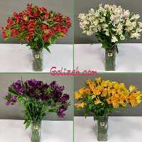 اشتراک گل آلسترومریا