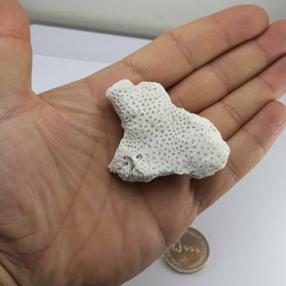 مرجان طبیعی 