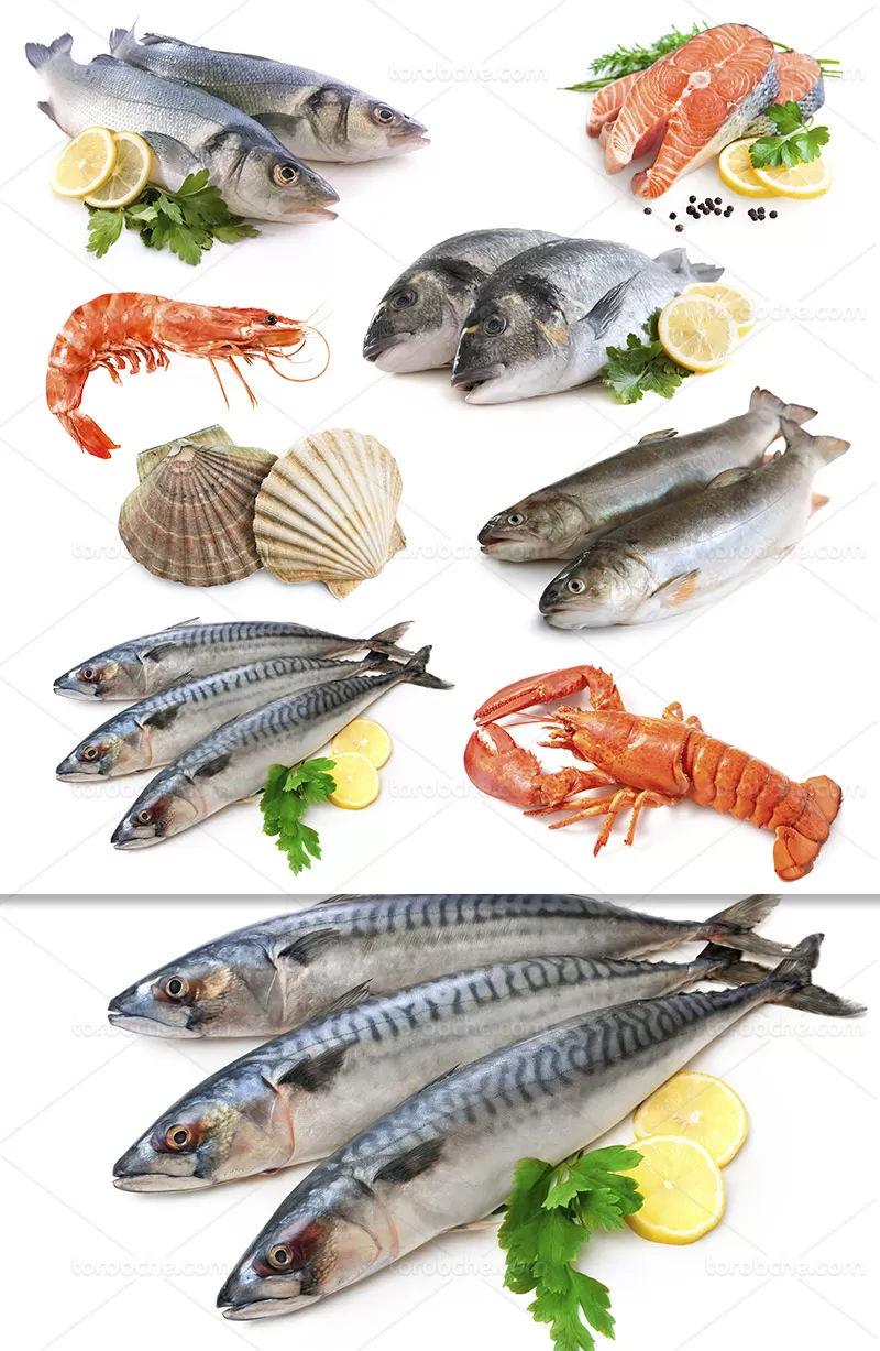 عکس غذاهای دریایی | گرافیک با طعم تربچه