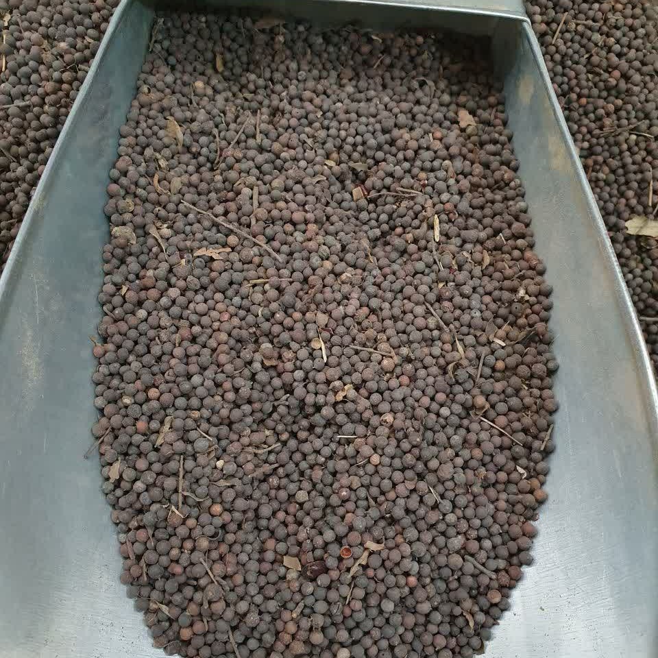 برنگ کابلی 500 گرم دفع کرم معده و روده 