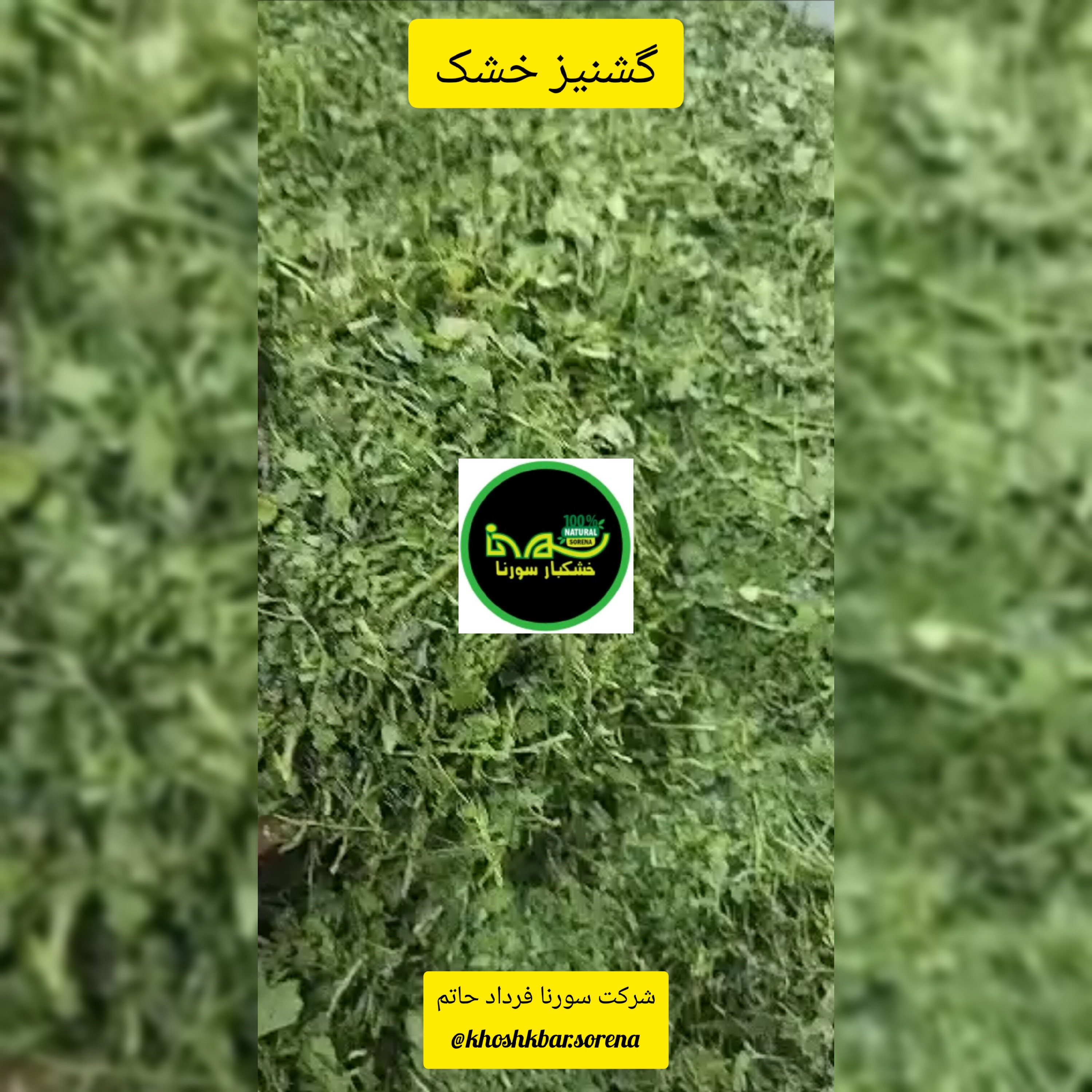 گشنیز سبز محلی درجه یک امساله سورت شده(مازندران قائمشهر)در بسته بندی 800 گرمی