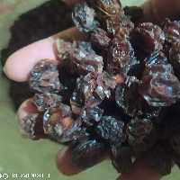 آلوچه محلی   تازه کردستان  کاملا ارگانیک (500گرم ) خوش طعم و خوش رنگ خرید مستقیم از کشاورز 