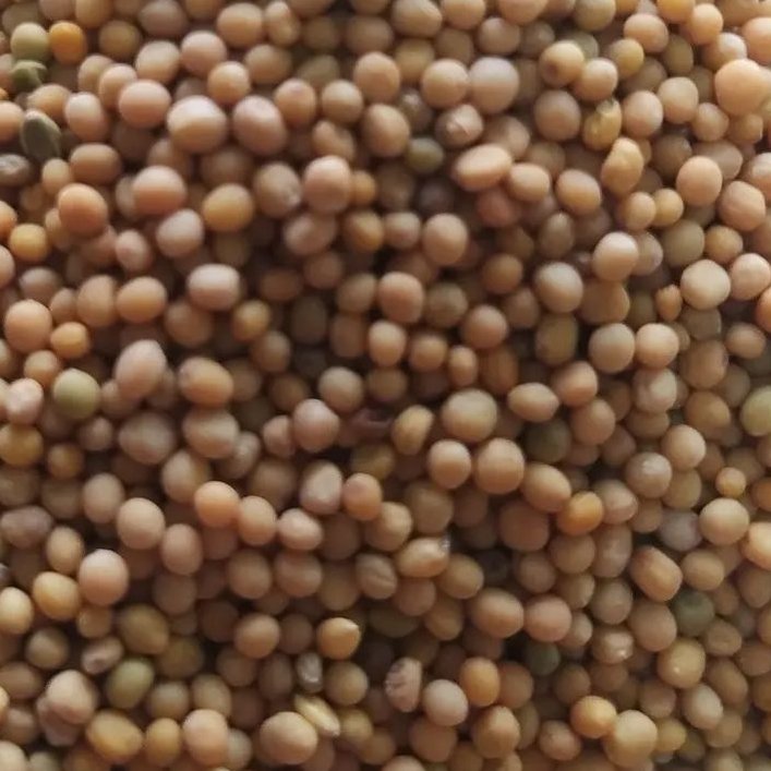 دانه خردل اعلا 50 گرم