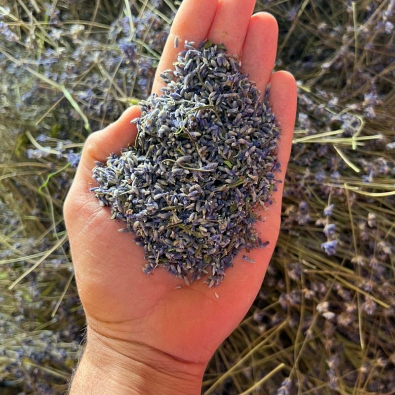 گل اسطوخدوس فرانسوی