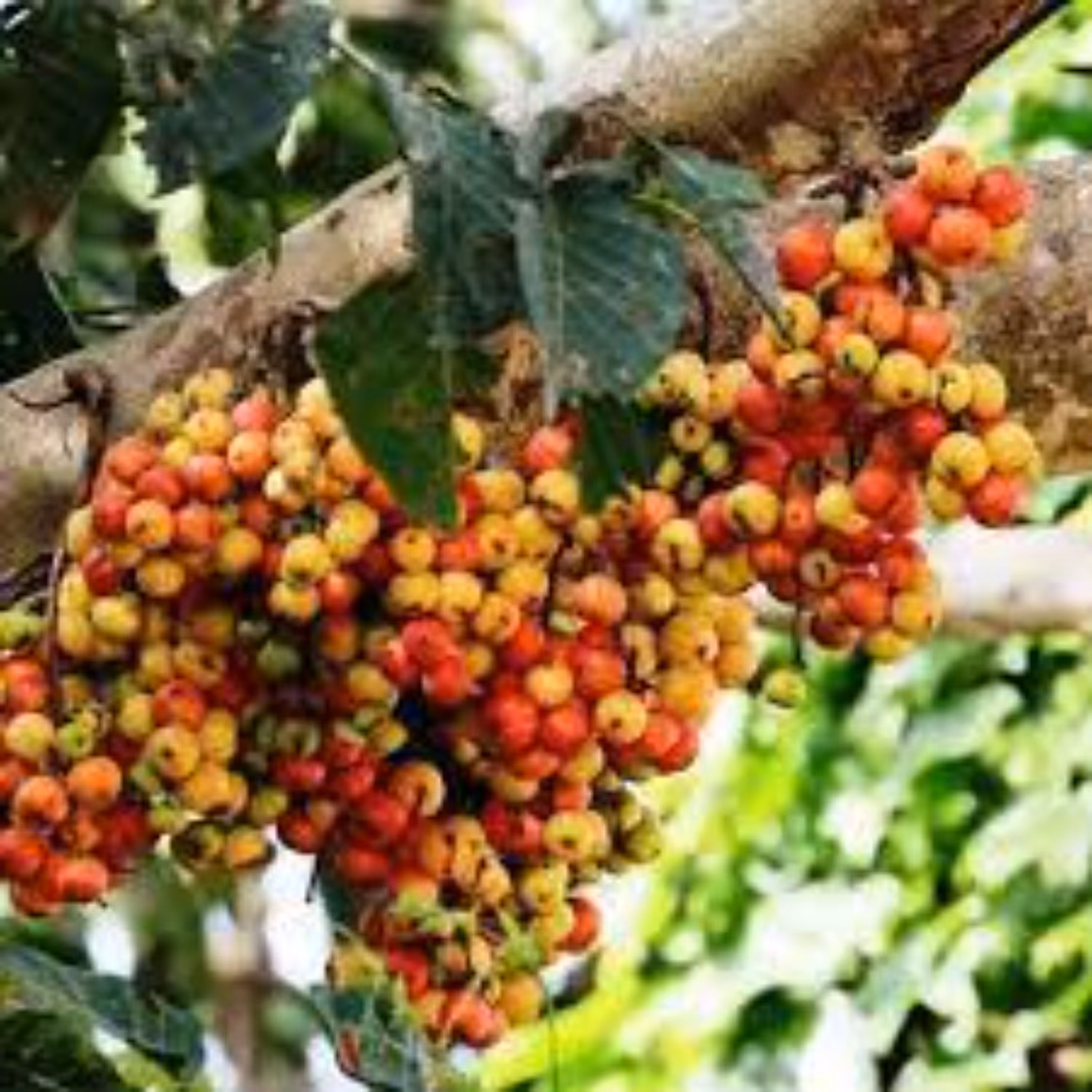 بذر بونسای انجیر خوشه ای قرمز  5 عددی