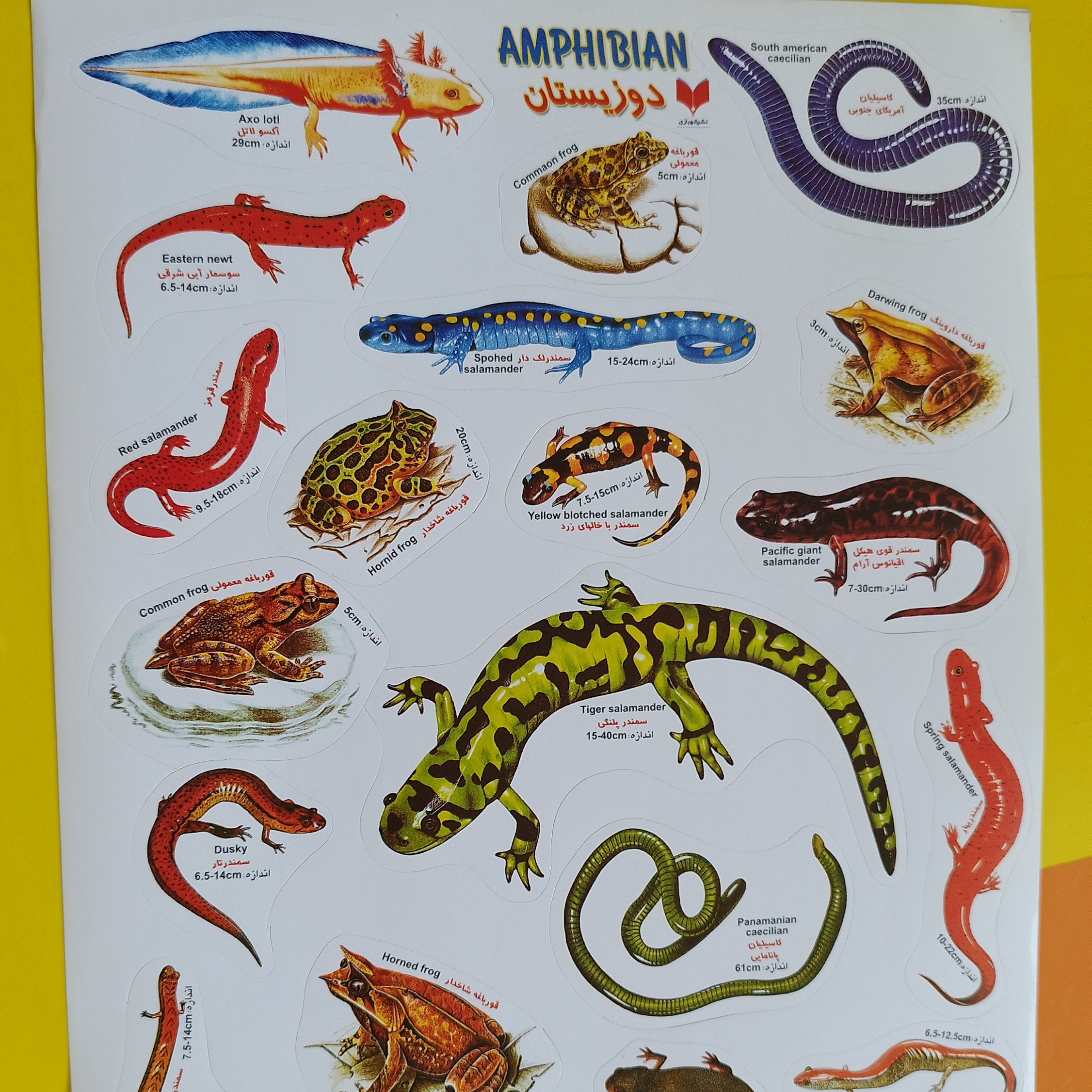 استیکر آموزشی دوزیستان به زبان فارسی و انگلیسی بیست و دو تکه