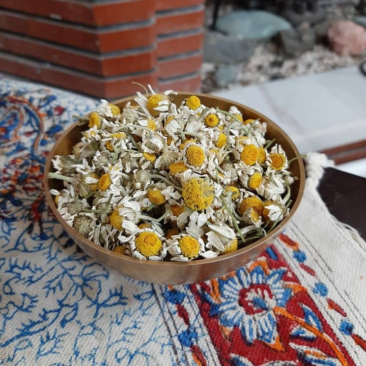 بابونه اردیبهشتی