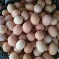تخم مرغ بومی (محلی) 360تایی