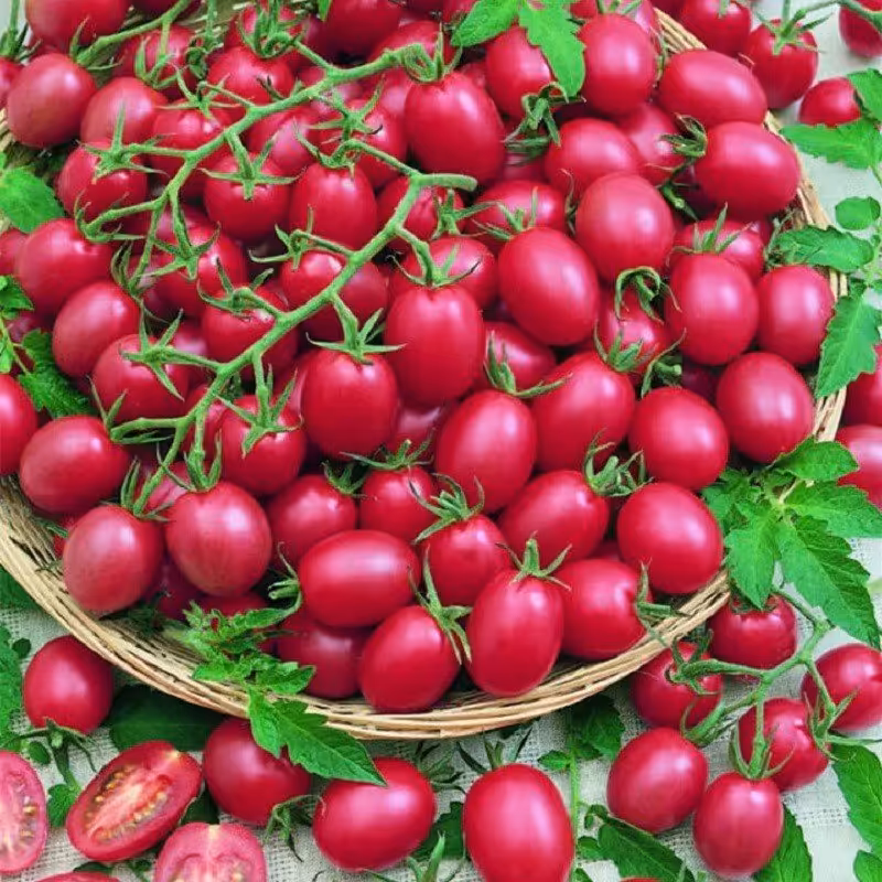 بذر گوجه چری صورتی