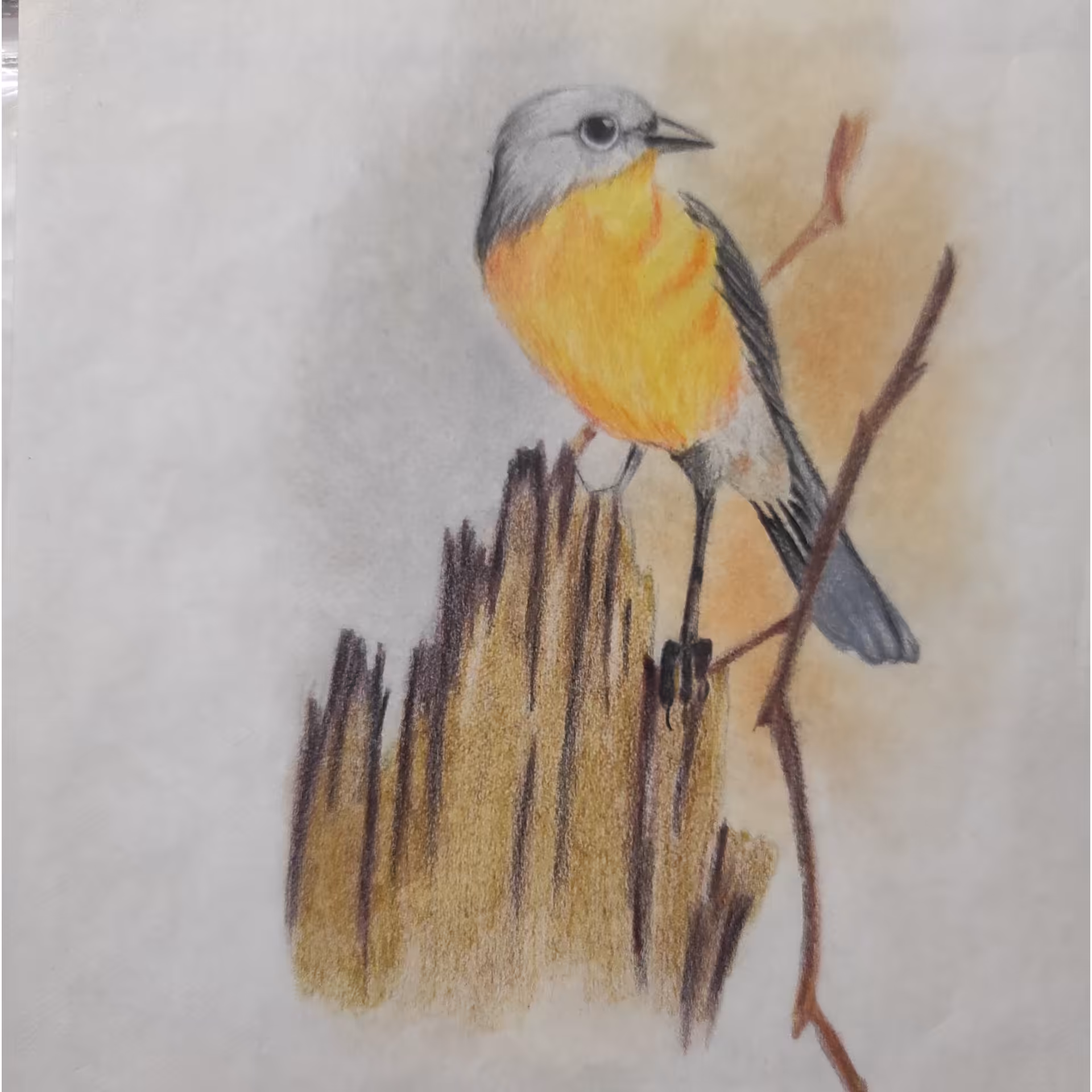 سفارش نقاشی  مداد رنگی پرنده سایز A4(بدون قاب)