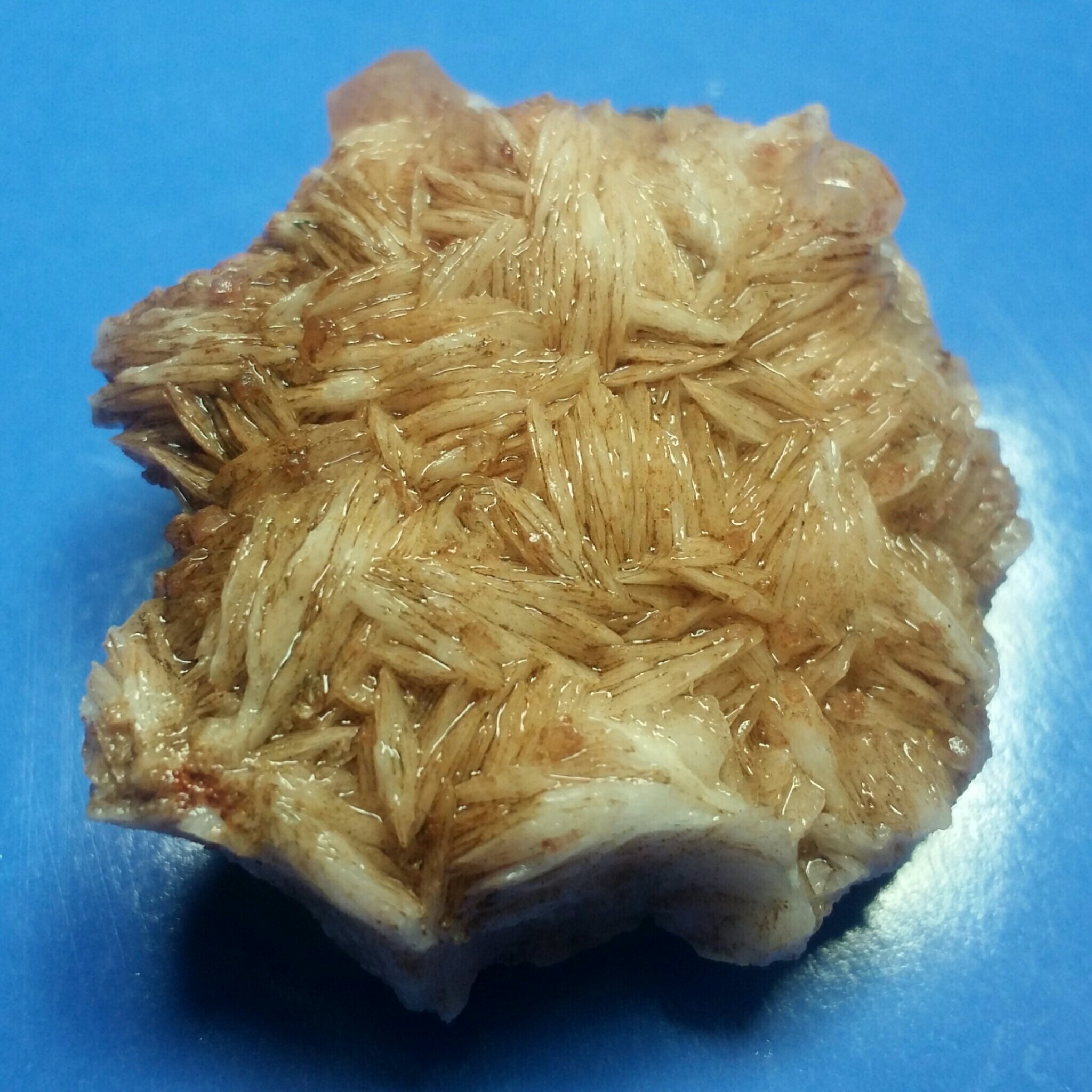 راف فوق کلکسیونی باریت مصور به نیم رخ گرگ طبیعی و بدون بهسازی