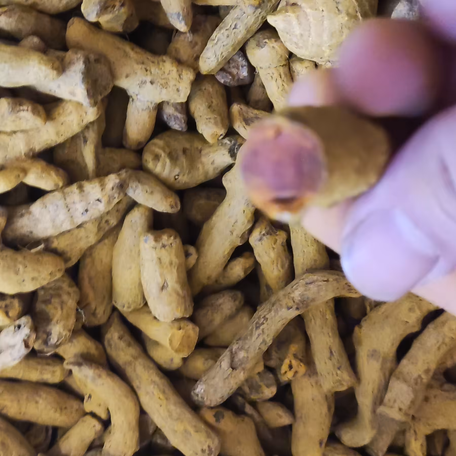 نیم کیلو زردچوبه درجه یک هندی مارک توبک هم قلم و هم پودر شده 