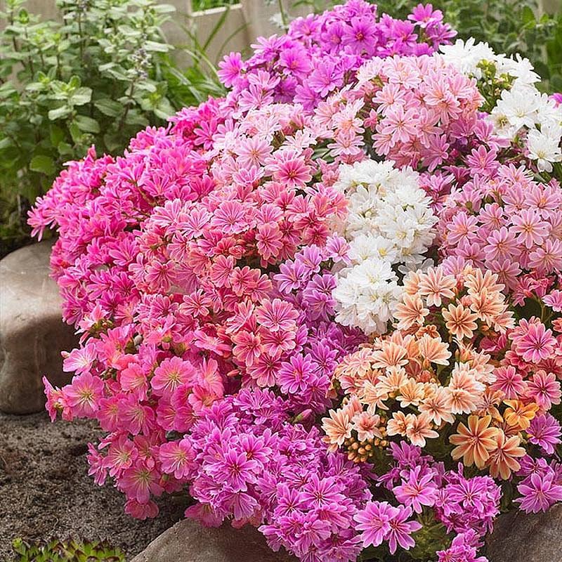 بذر گل لویسیا میکس هفت رنگ آمریکایی بسته 10 عددی
