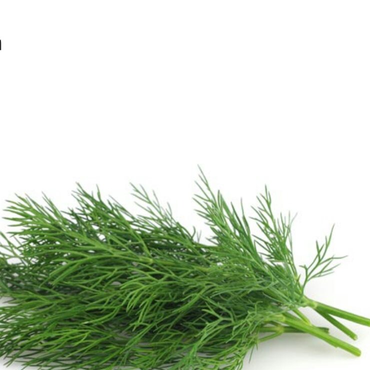 روغن شوید 30 سی سی 
