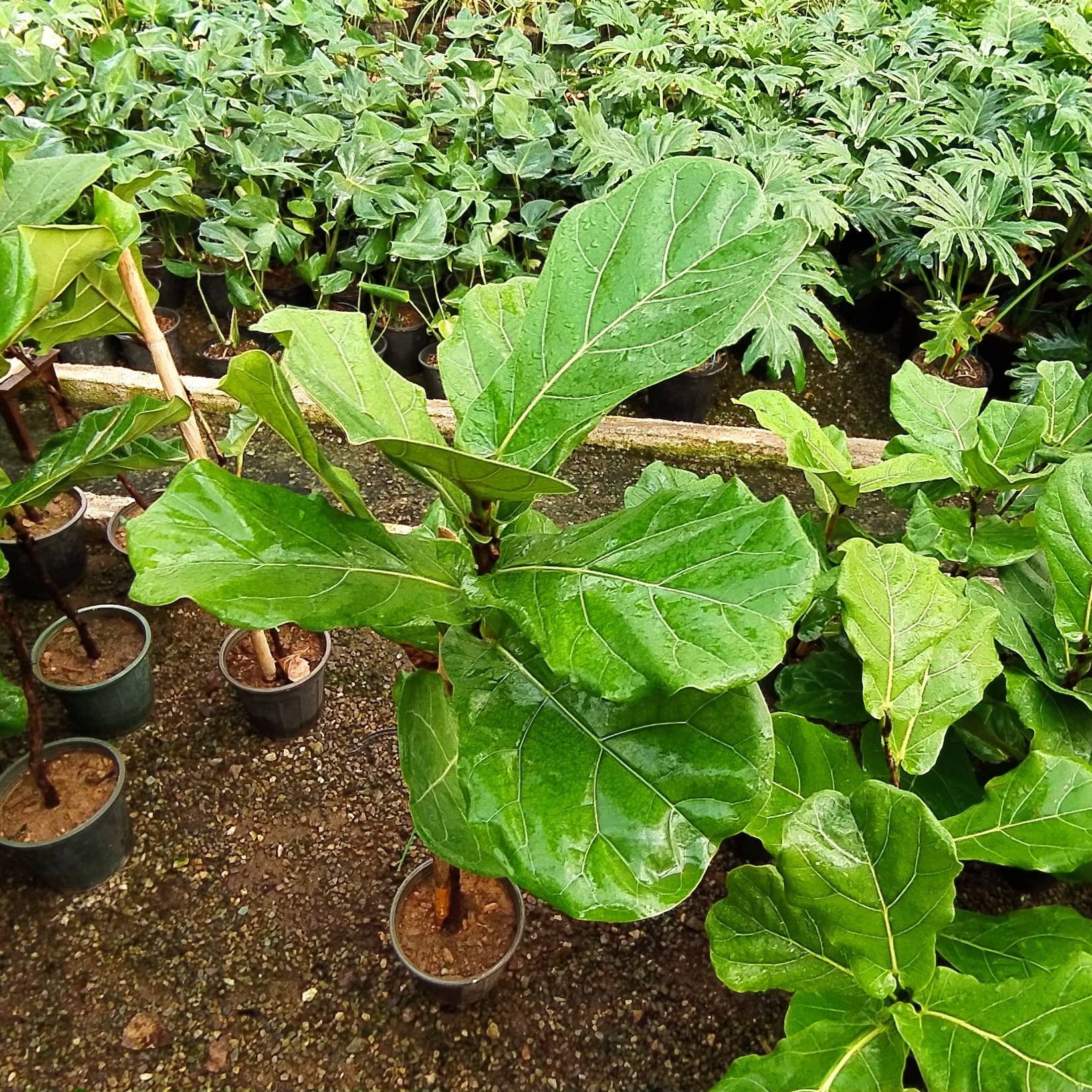 فیکوس لیراتا سطل سه و چهار