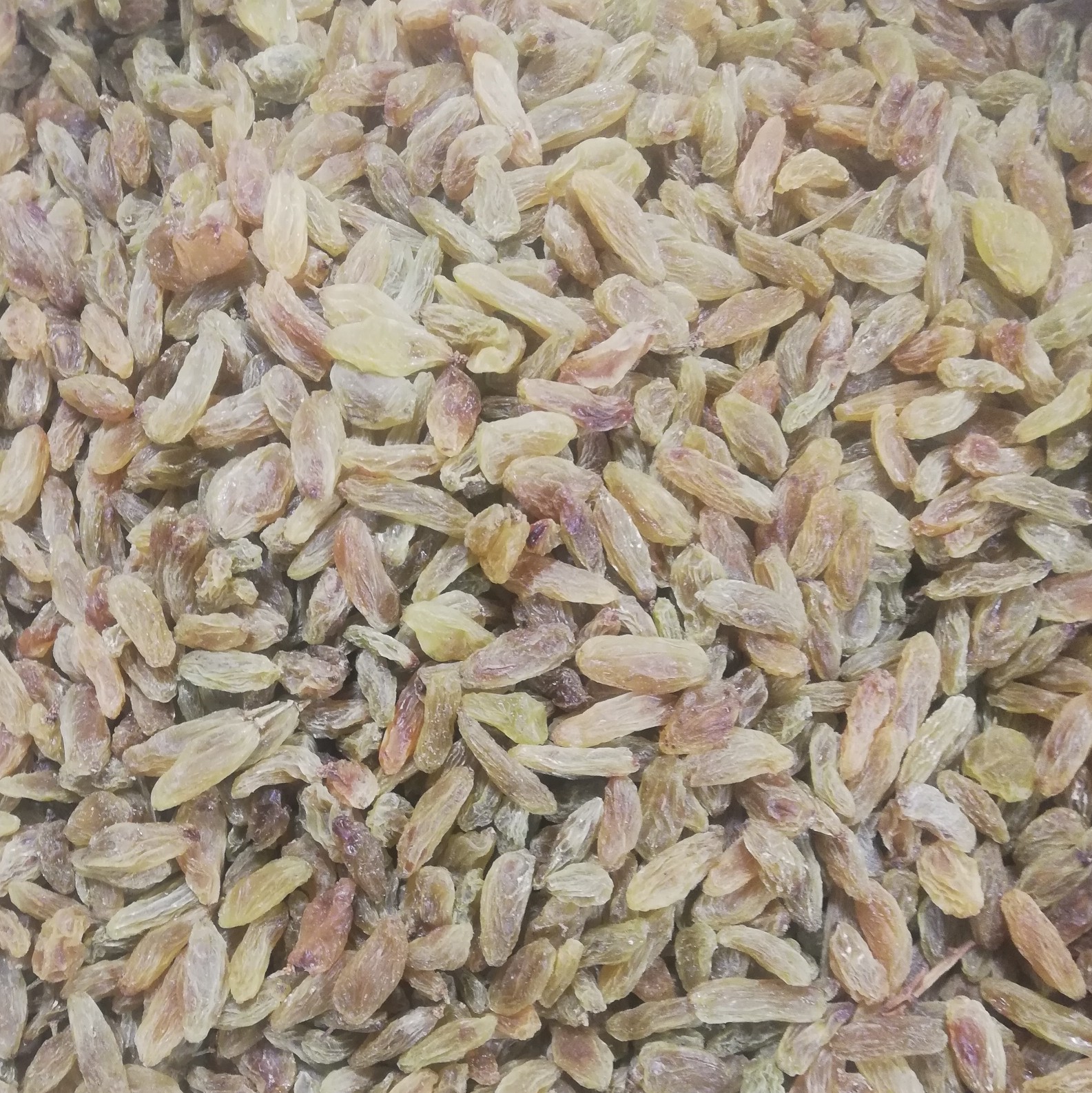 کشمش سبز  قلمی یک کیلو محصول باغات کاشمر خلیل اباد