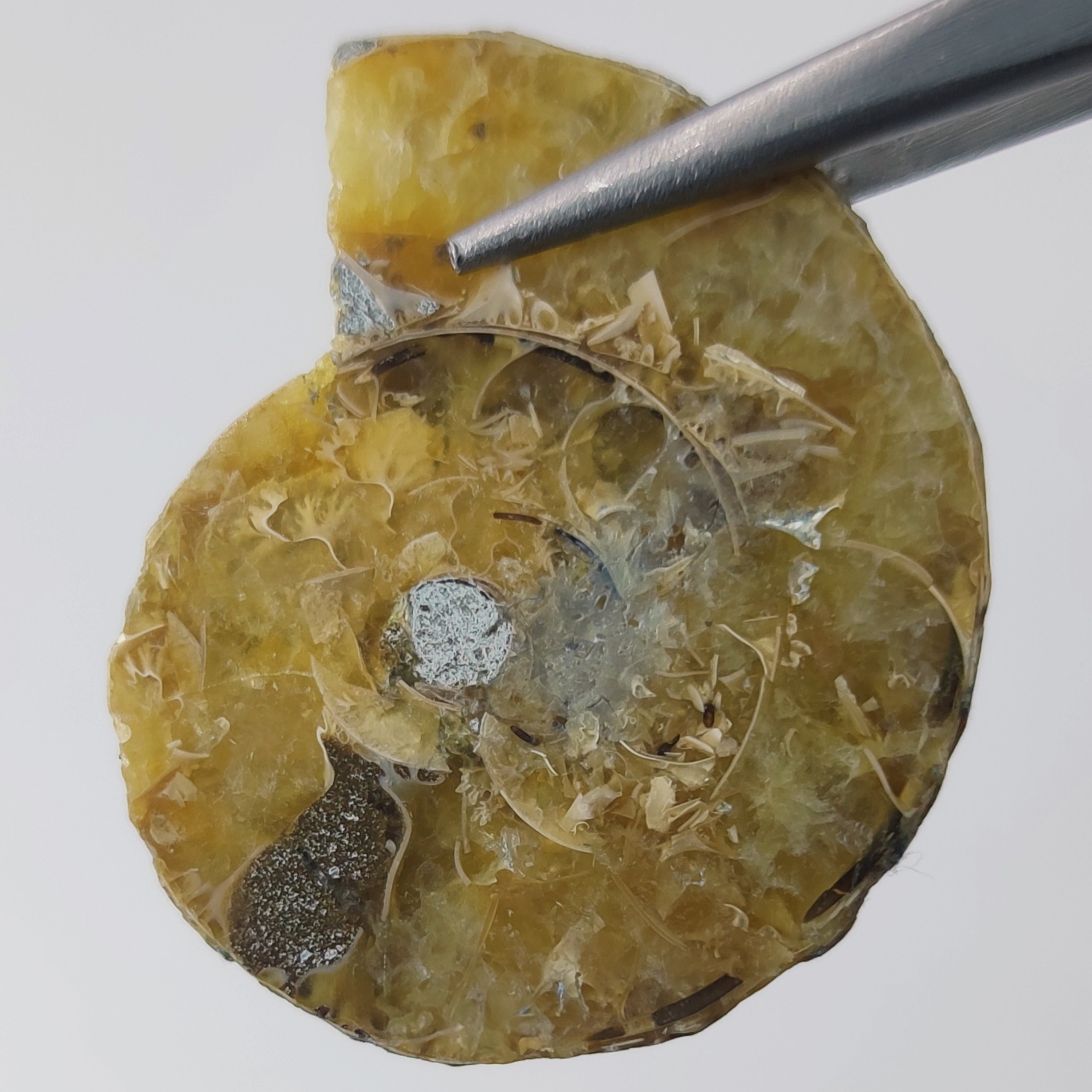 فسیل آمونیت یا شاخ قوچی طبیعی پولیش خورده   