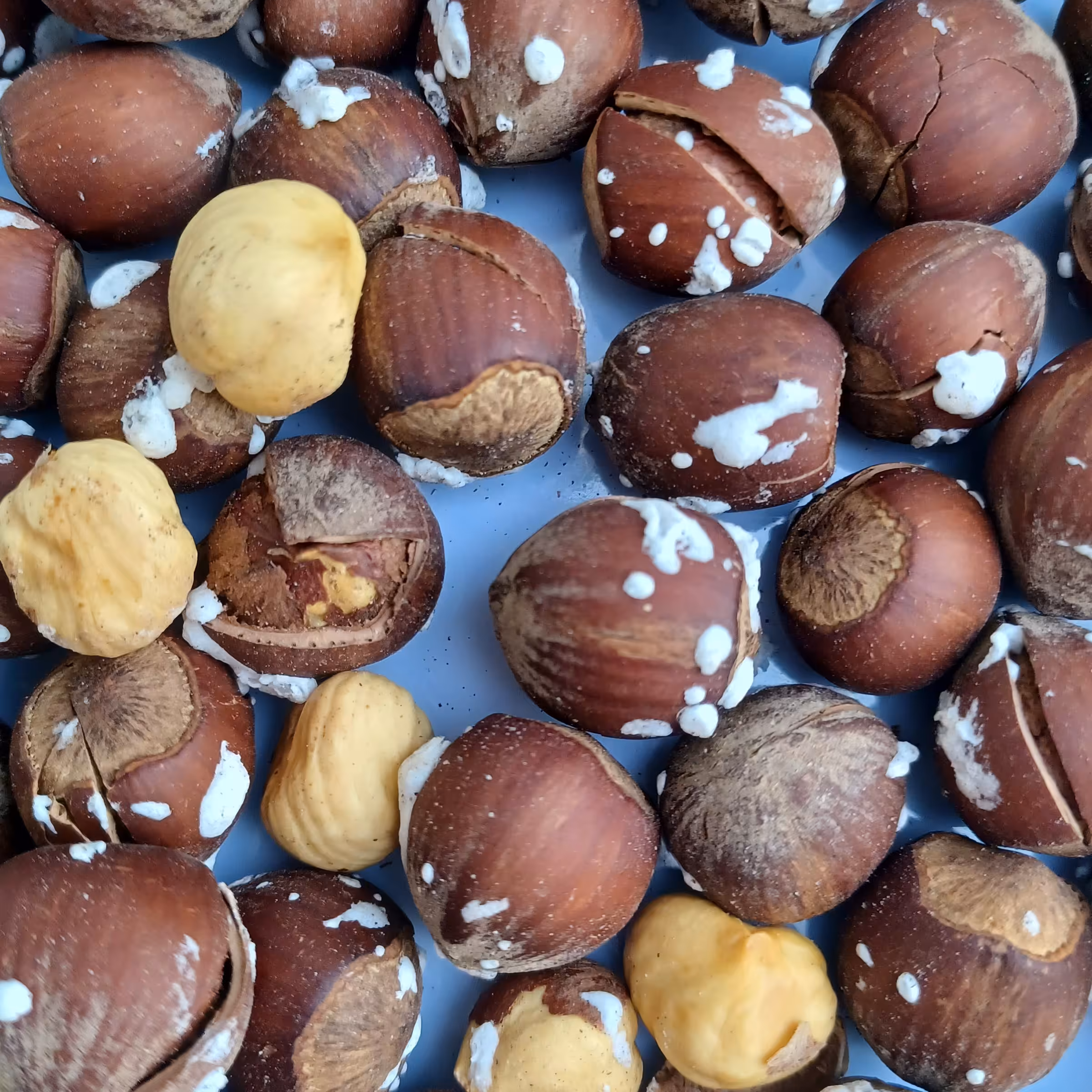 فندق برشته روز تازه و امساله1000گرمی