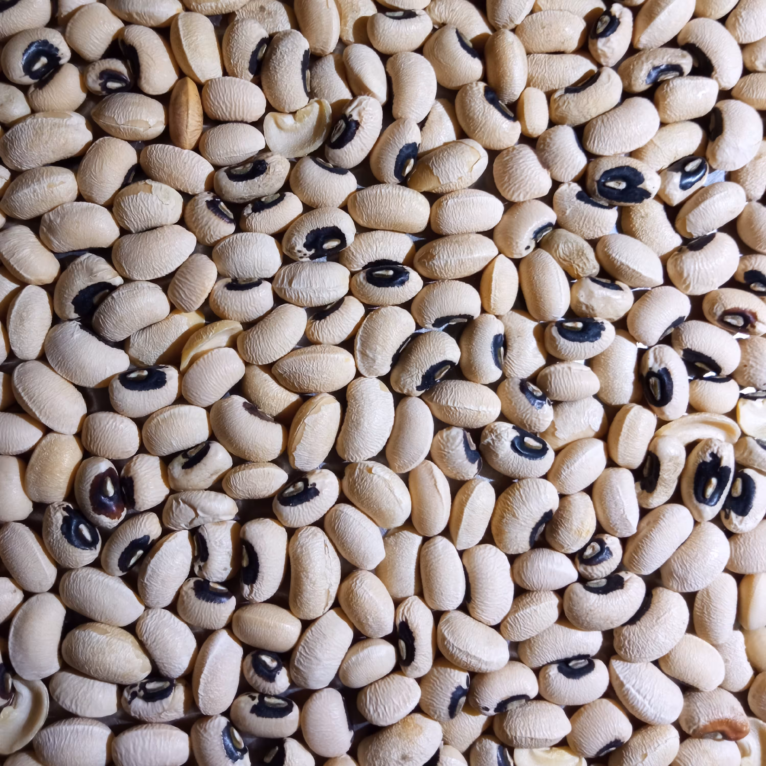 لوبیا چشم بلبلی دو کیلویی درشت و  پاک شده (تضمین کیفیت)