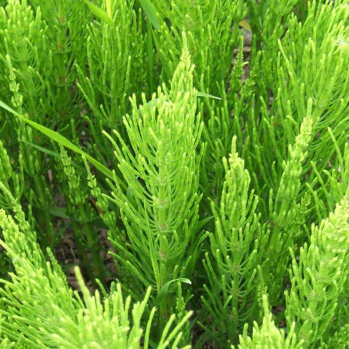 گیاه دم اسبی  100گرم