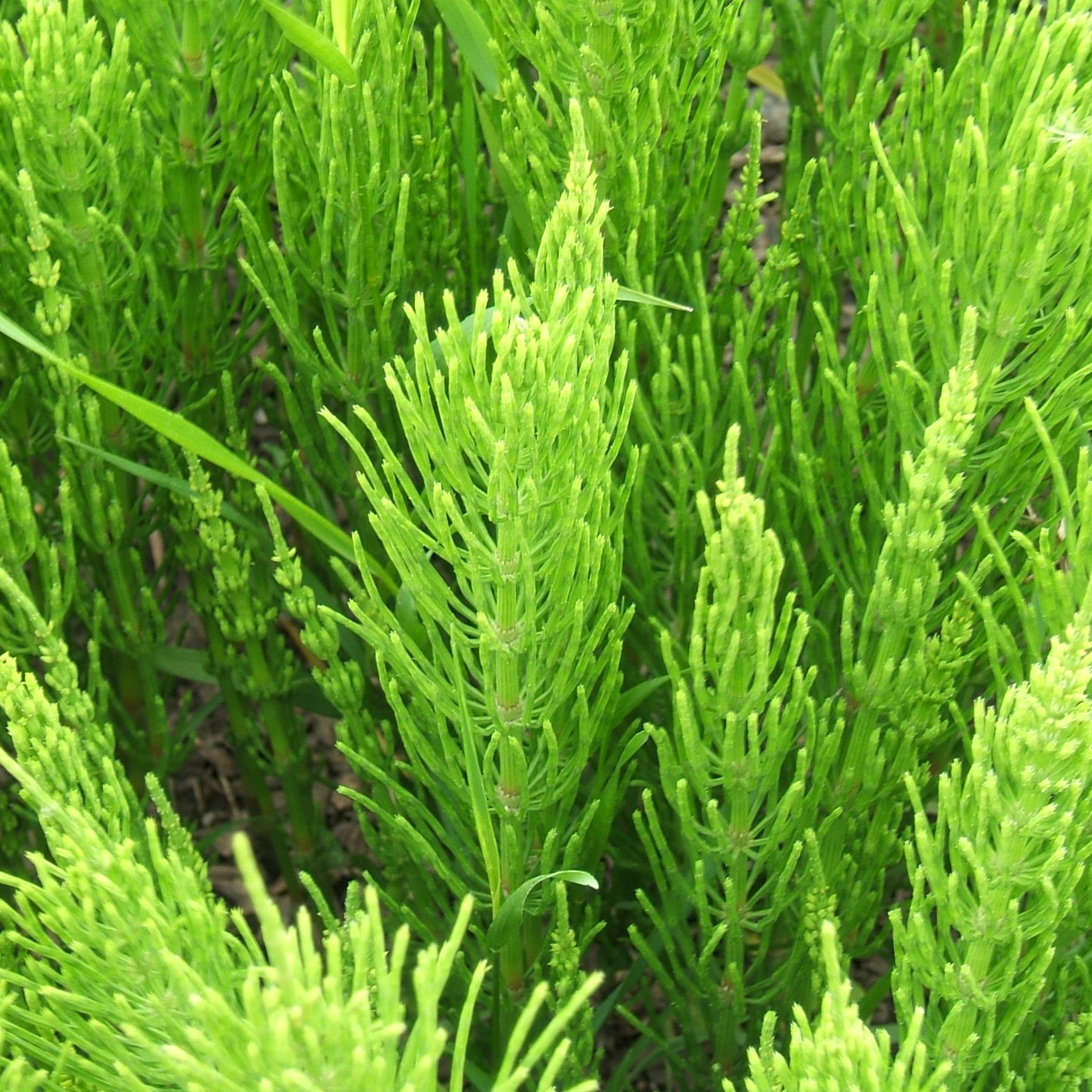 گیاه دم اسبی  100گرم