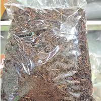 چایی با ساقه ( 1000 گرمی ) ماسو