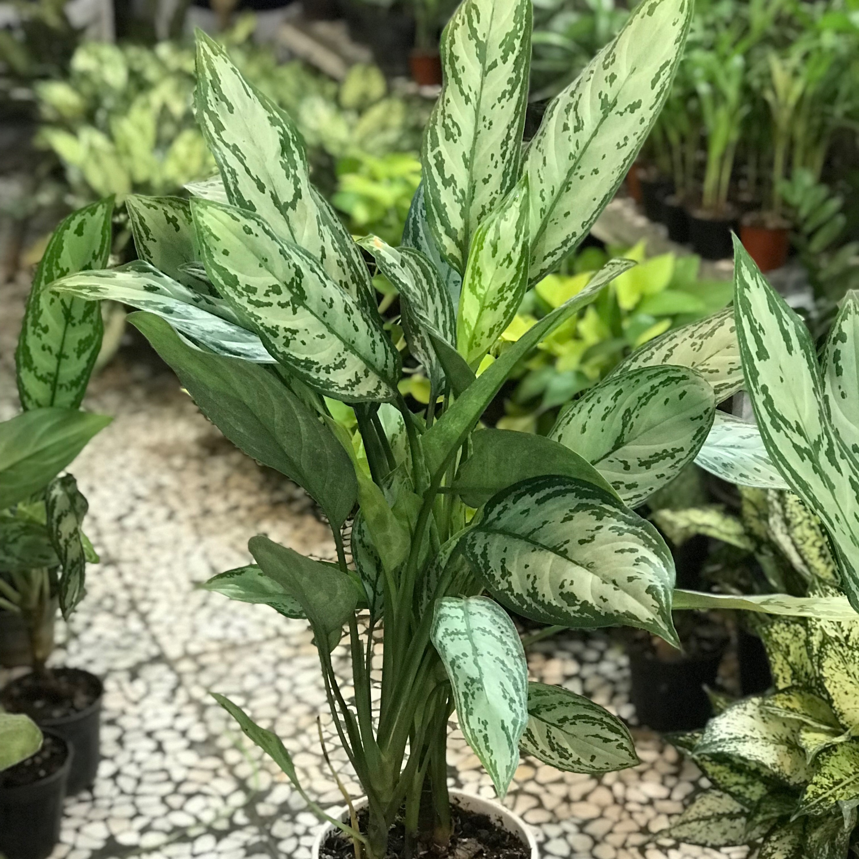 آگلونما سبز    بلند و پربرگ  (ارسال با باربری)