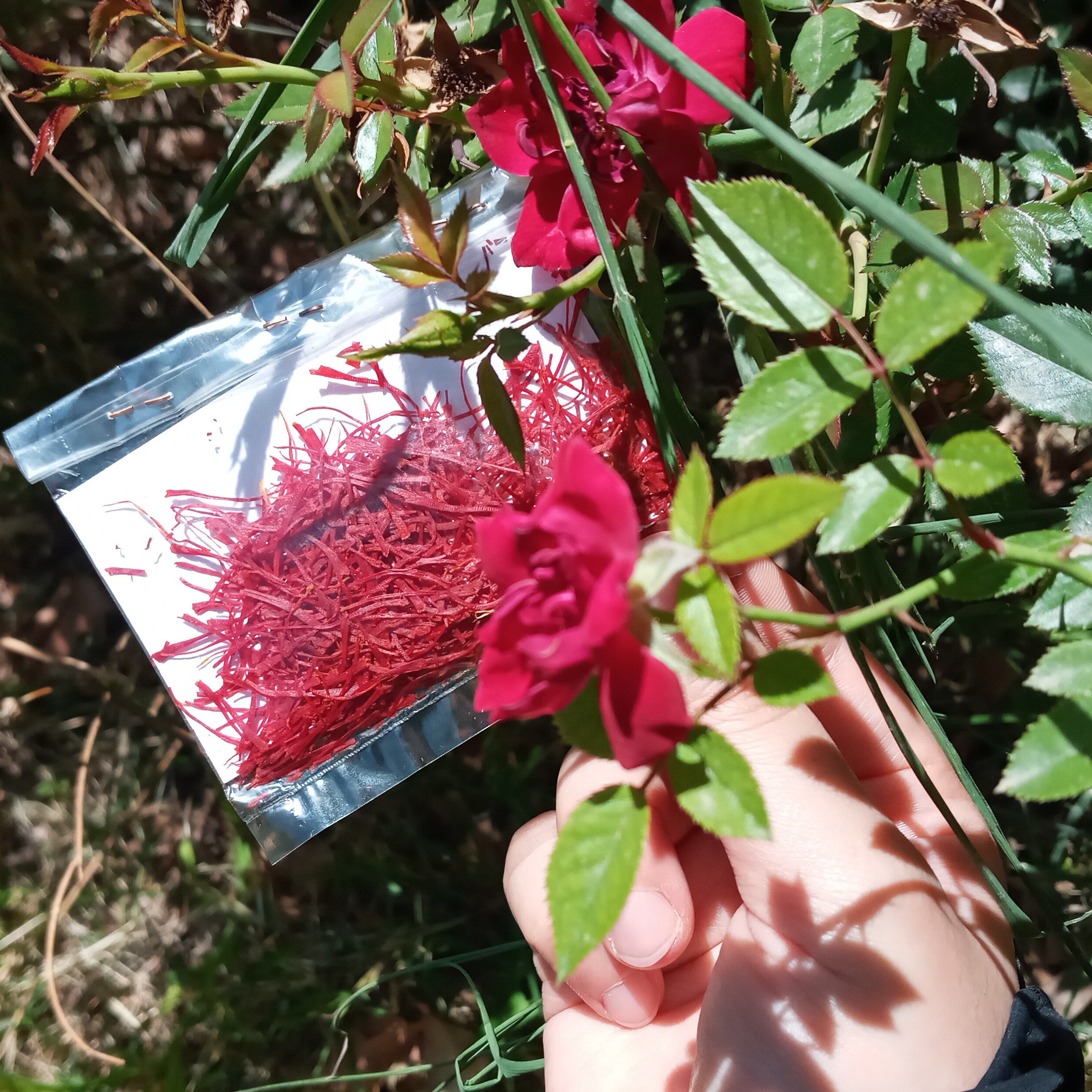 زعفران خوش عطر و بو و اصل احمدآباد 