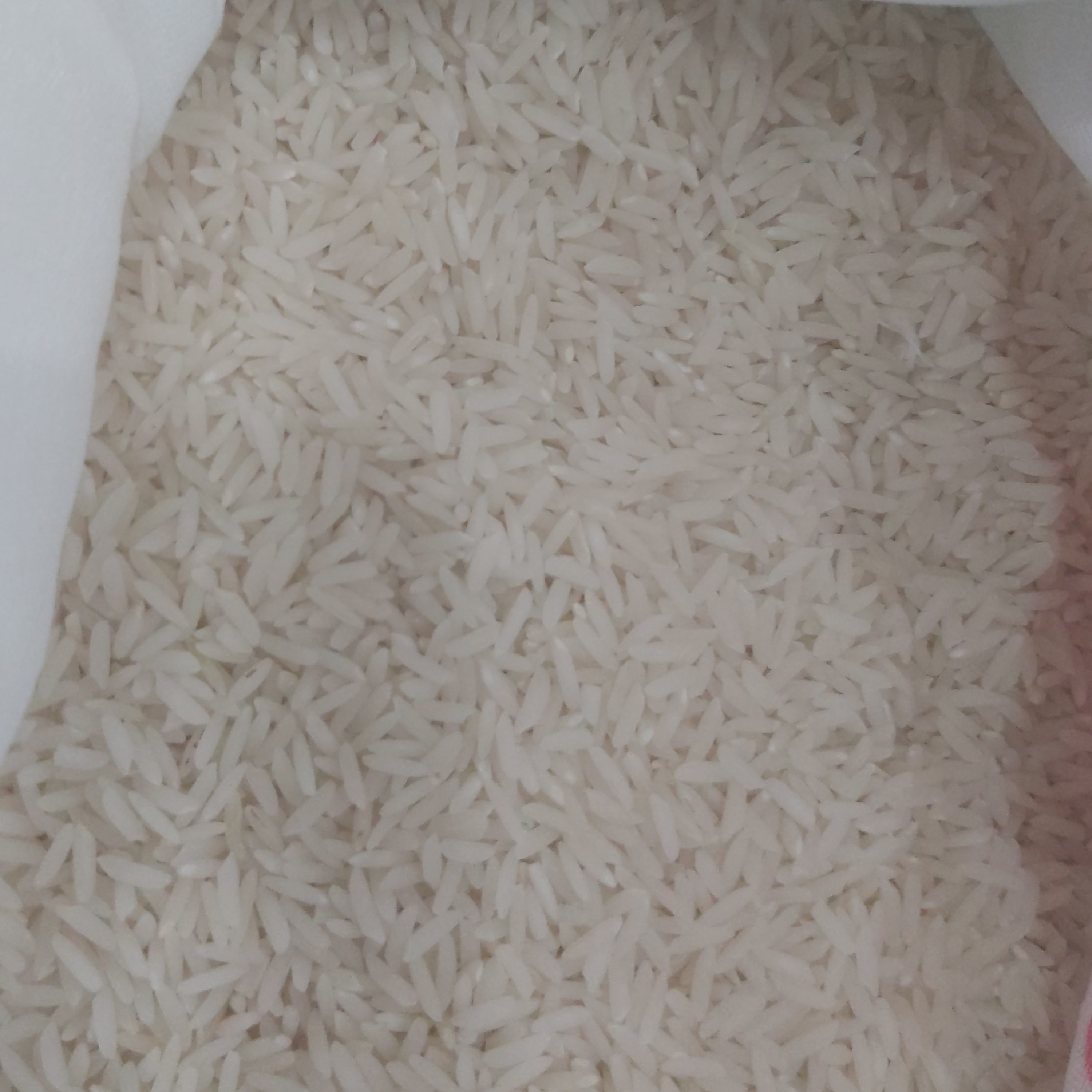 برنج فجر