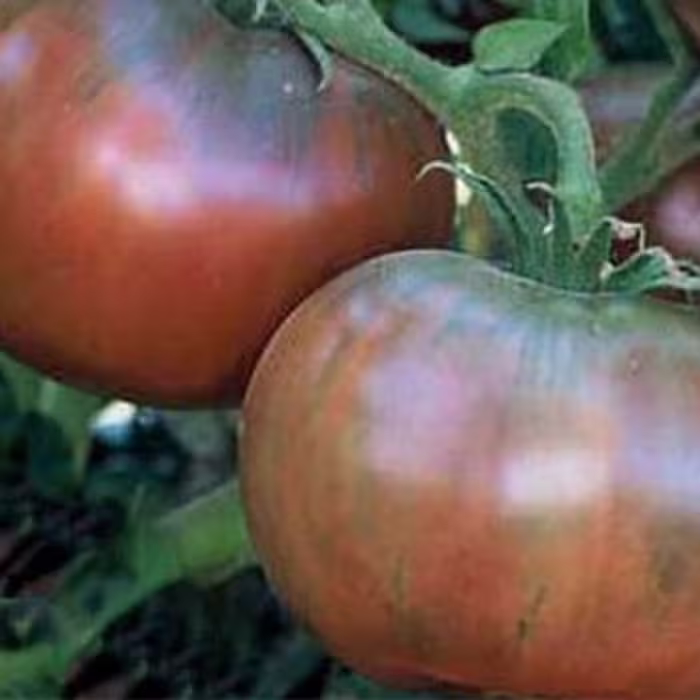 بذر گوجه فرنگی چروکی 10 عددی 