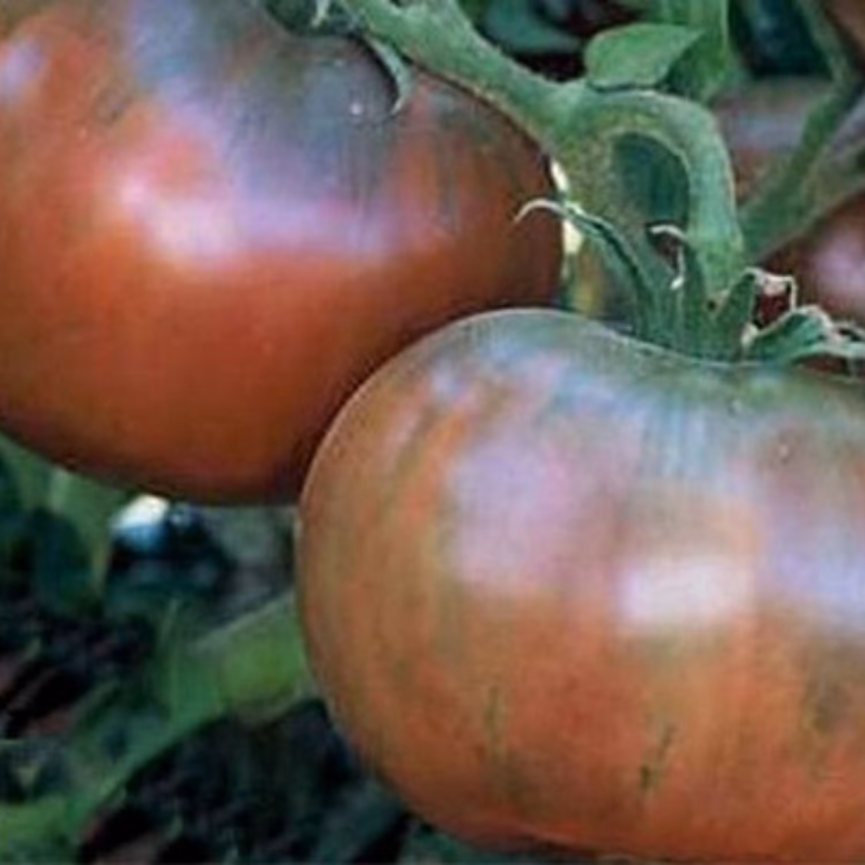 بذر گوجه فرنگی چروکی 10 عددی 