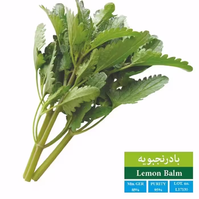 بذر بادرنجبویه
