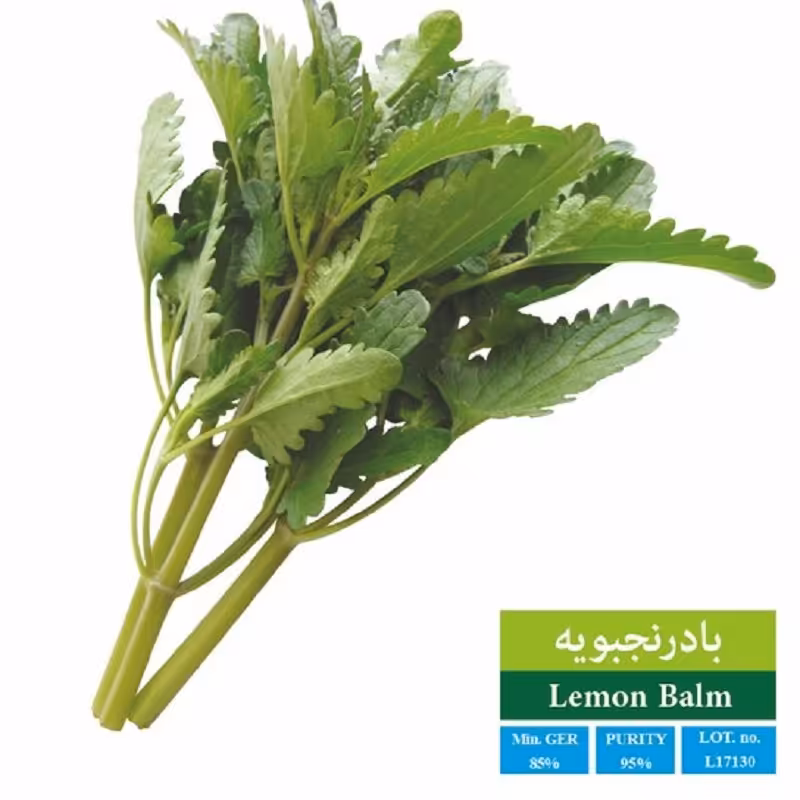 بذر بادرنجبویه