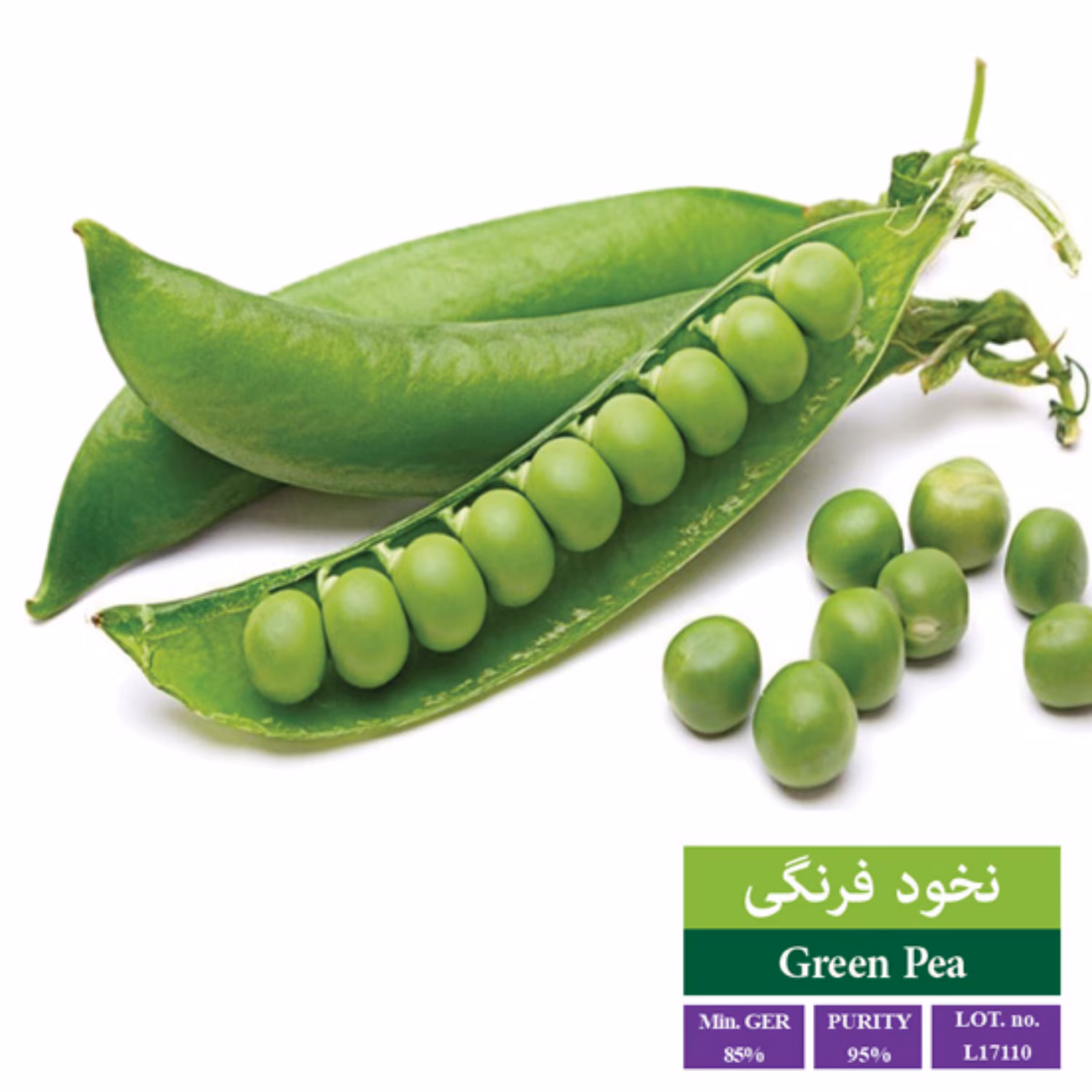 بذر نخود فرنگی بذر طلایی رویان 