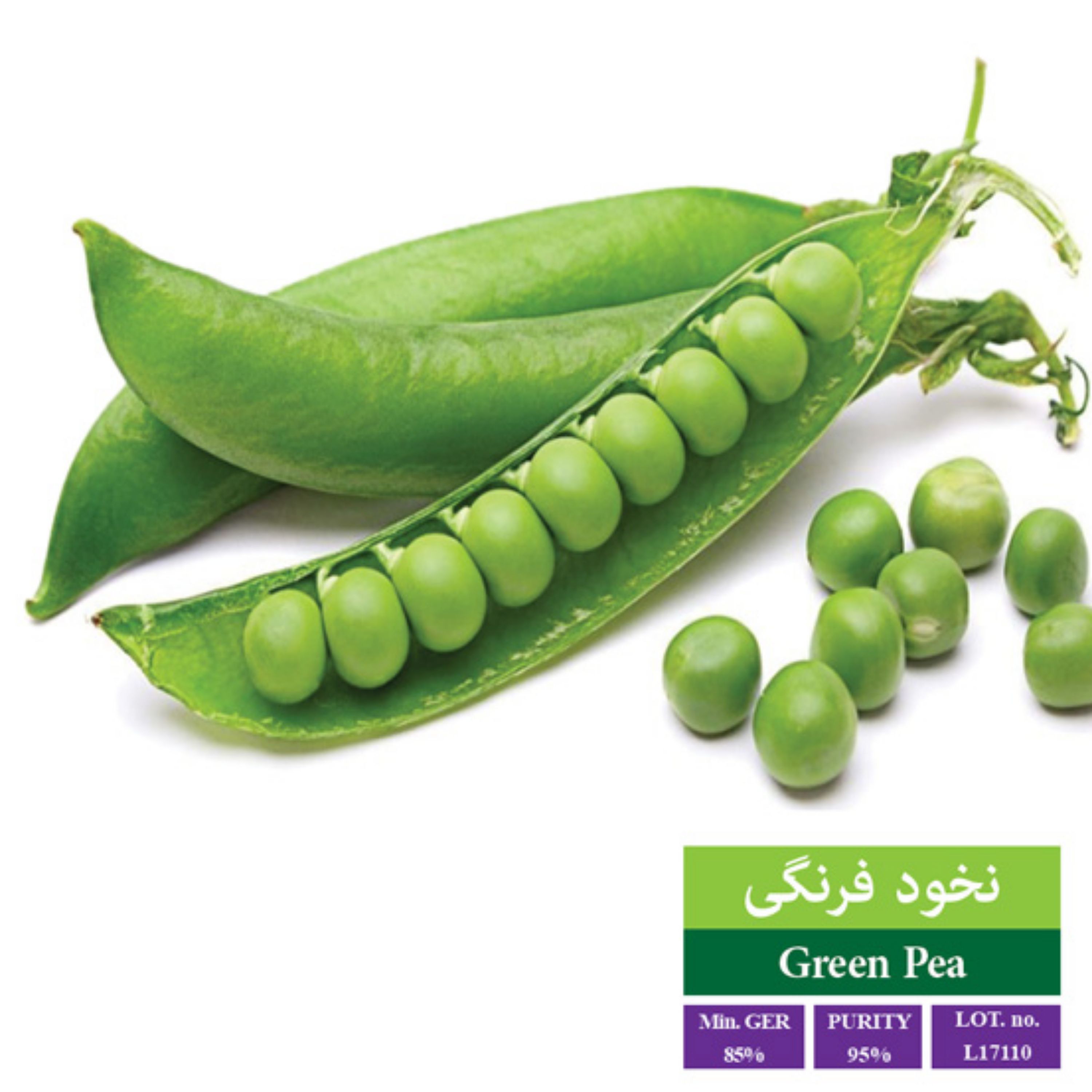 بذر نخود فرنگی بذر طلایی رویان