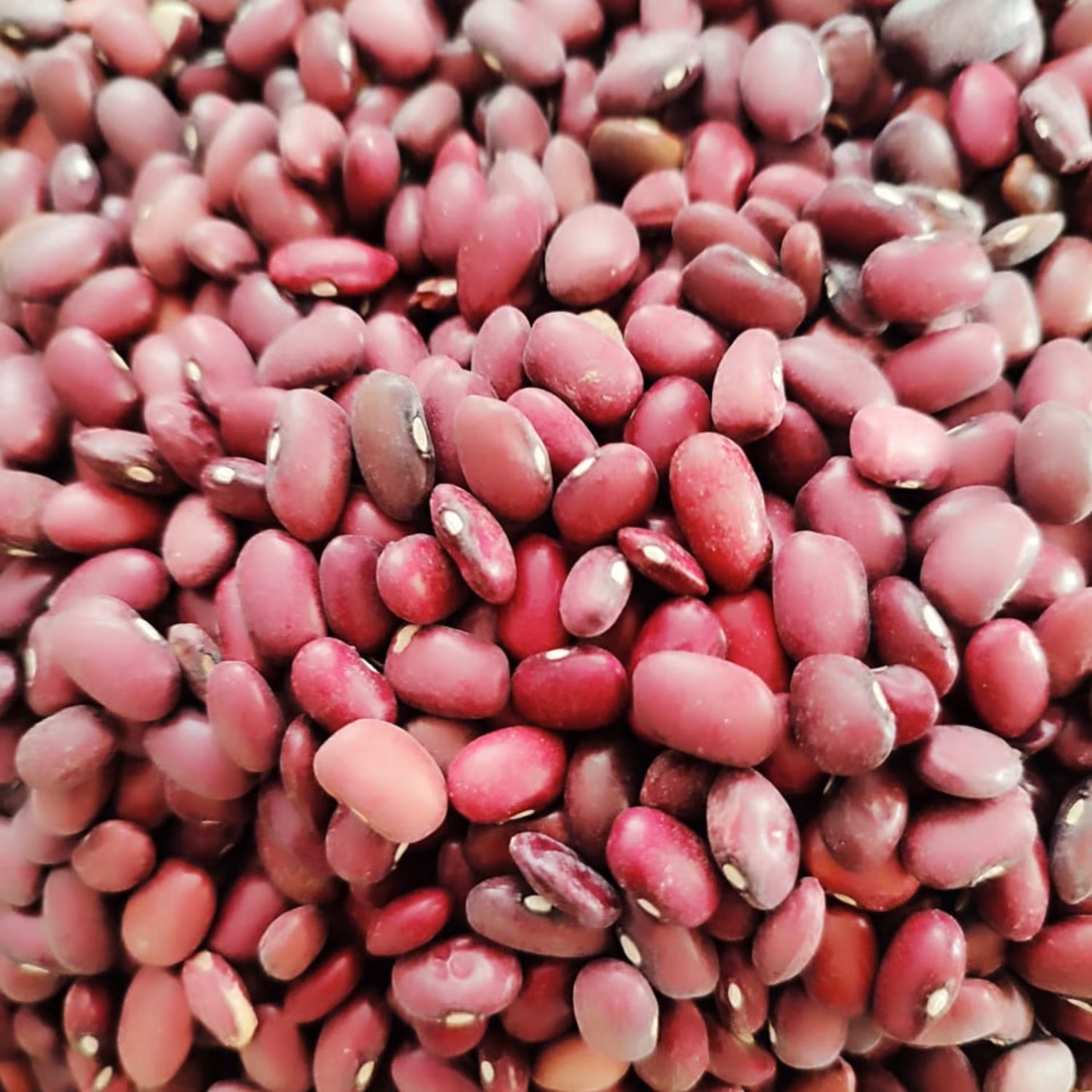 لوبیا قرمز 1 کیلویی-تهران